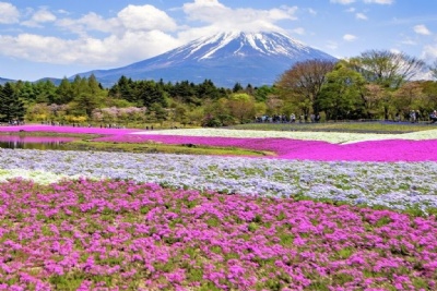 DU LỊCH NHẬT BẢN DỊP LỄ 30/4 – 1/5 MÙA HOA TỬ ĐẰNG 2026: HÀ NỘI – TOKYO – PHÚ SĨ – KYOTO – OSAKA 6 ngày 5 đêm, bay VN