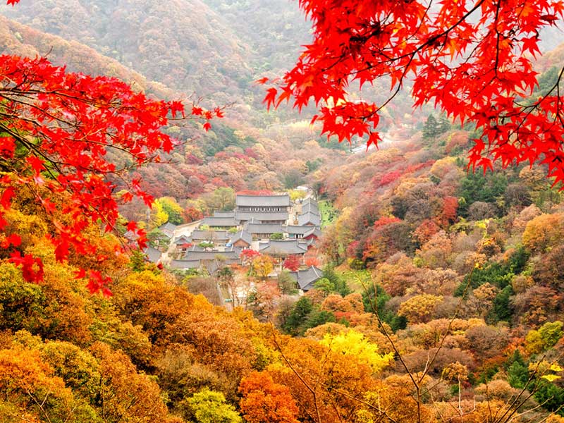  Khung cảnh tuyệt đẹp của Hàn Quốc vào mùa thu