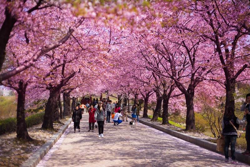 Mùa xuân là mùa của hoa anh đào nở rộ tại Hàn Quốc