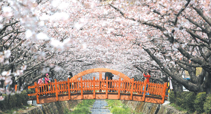 Cầu Romance Bridge ở Jinhae
