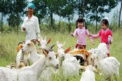 TRANG TRẠI DÊ TRẮNG