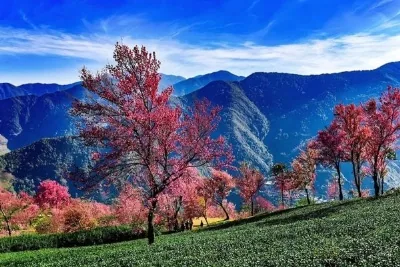 VIỆT NAM - BẮC CƯƠNG MÙA HOA ANH ĐÀO 8N7Đ