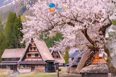 DU LỊCH NHẬT BẢN MÙA XUÂN 2026: HÀ NỘI – LÀNG CỔ SHIRAKAWAGO – PHÚ SĨ - TOKYO 6 ngày 5 đêm, bay VN (về chiều)