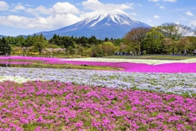 DU LỊCH NHẬT BẢN DỊP LỄ 30/4 – 1/5 MÙA HOA TỬ ĐẰNG 2026: HÀ NỘI – TOKYO – PHÚ SĨ – KYOTO – OSAKA 6 ngày 5 đêm, bay VN