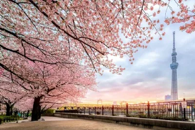 HOKKAIDO- MÙA XUÂN HOA NỞ TRÊN ĐẢO BĂNG 2026: HÀ NỘI - ASAHIKAWA – SAPPORO - TOKYO 6 ngày 5 đêm, bay JL