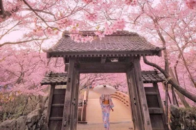 DU LỊCH NHẬT BẢN MÙA HOA ANH ĐÀO 2026: HÀ NỘI – FUJI - TOKYO – CHIBA 5 ngày 4 đêm, bay VN (TOKYO MONO về sáng)