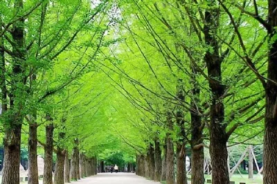 HỒ CHÍ MINH - SEOUL - NAMI ISLAND - EVERLAND - EUNPYEONG HANOK 4 NGÀY, BAY VIETJET